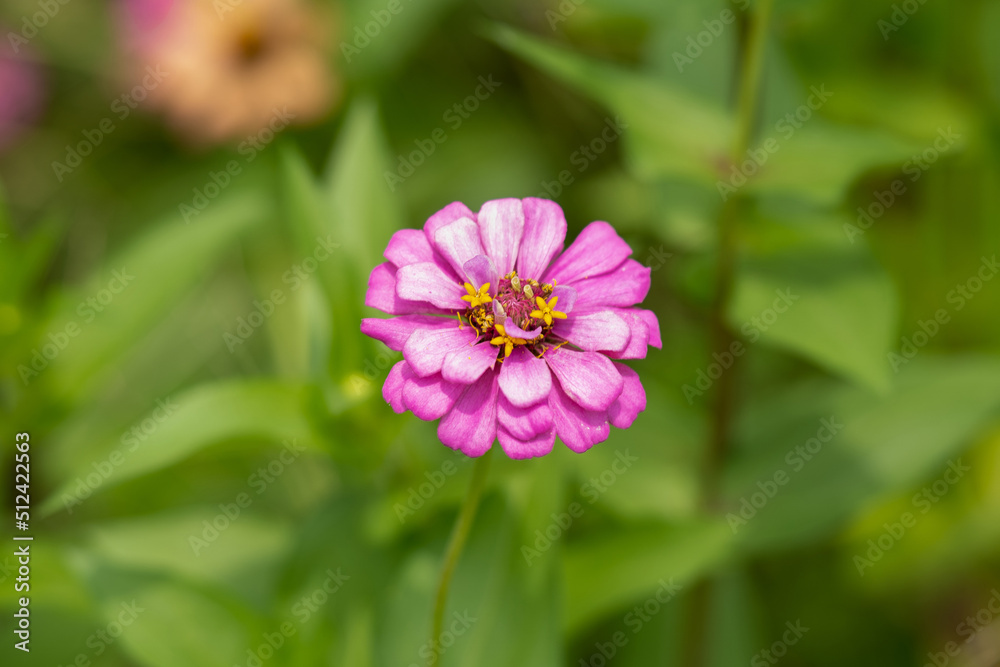Flowers in Spring. High-quality photo
Flowers in Spring. High-quality photo