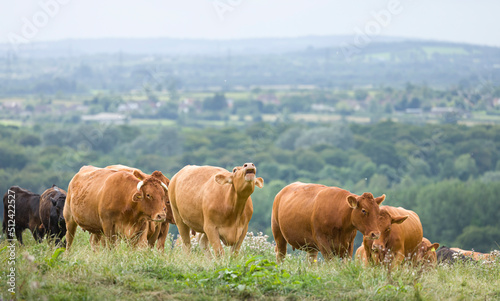 Herd of Hereford beef cattle. Livestock in a field on a UK farm