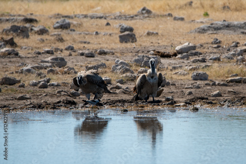 White backed vulture having a drink at the waterhole in Namibia