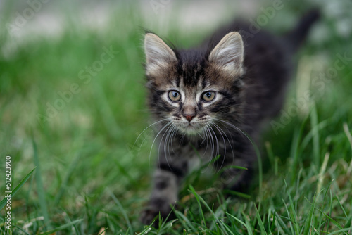 Gray and brown kitten walking in the grass and looking at camera.