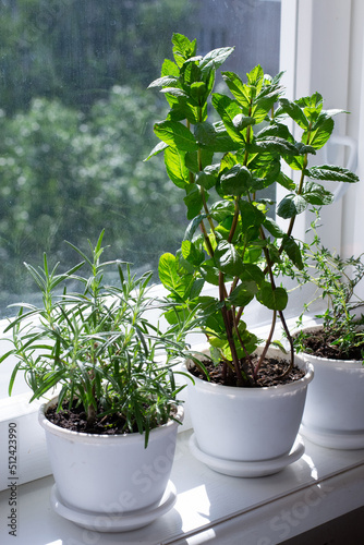 Rosemary, mint, tyme in pots on window sill