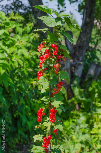 Twig with ripe red currant berries on a bush