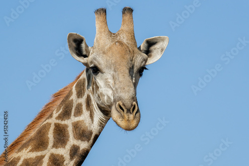 Fototapeta Naklejka Na Ścianę i Meble -  Head of Giraffe