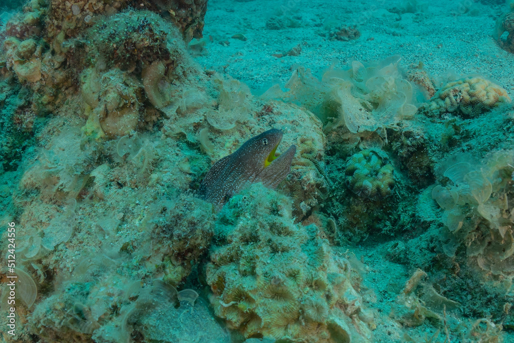 Fototapeta premium Moray eel Mooray lycodontis undulatus in the Red Sea, Eilat Israel 
