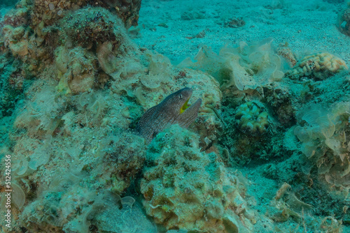 Moray eel Mooray lycodontis undulatus in the Red Sea  Eilat Israel 