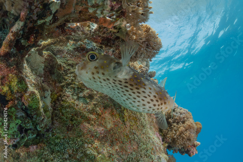 Fish swim at the Tubbataha Reefs Philippines 