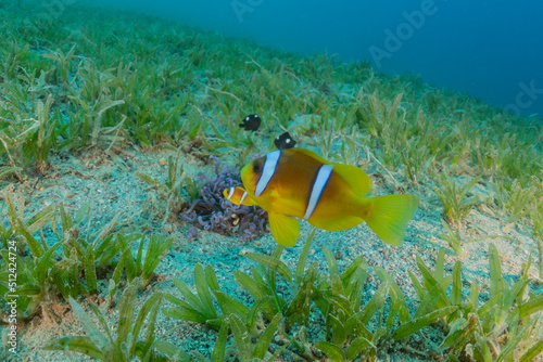 Fish swim at the Tubbataha Reefs Philippines 