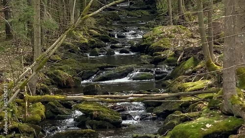 Wild stream in the reserve. Spring. Sumava, Czech Republic. 4K