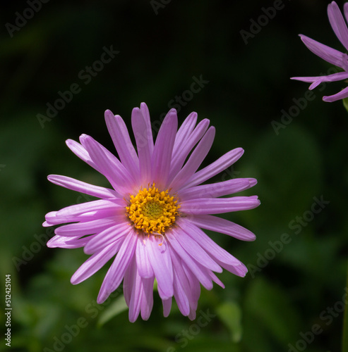 Alpine aster. Pink flower on the dark background. High quality image. 