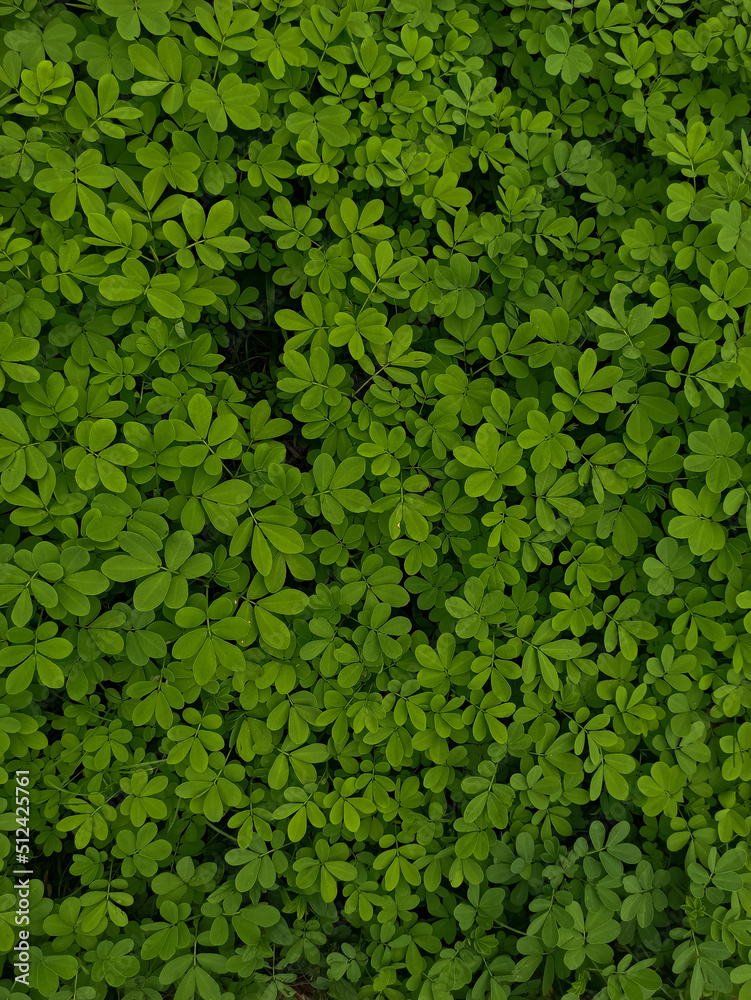 Obraz premium abstract green leaf texture, nature background, 