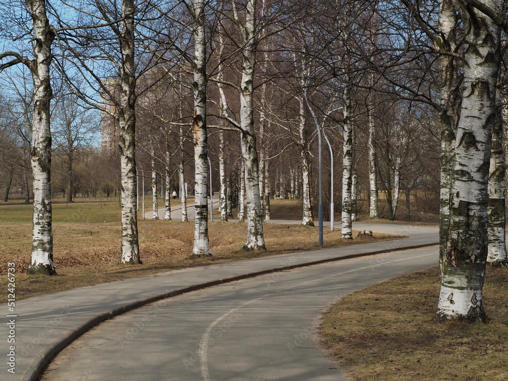 Urban landscapes. Beautiful trees and winding paths of Murinsky Park. Saint-Petersburg, Russia.