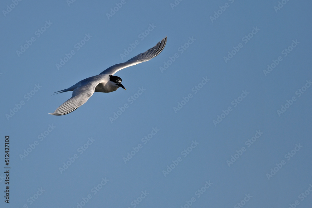 Obraz premium Sandwich tern // Brandseeschwalbe (Thalasseus sandvicensis)