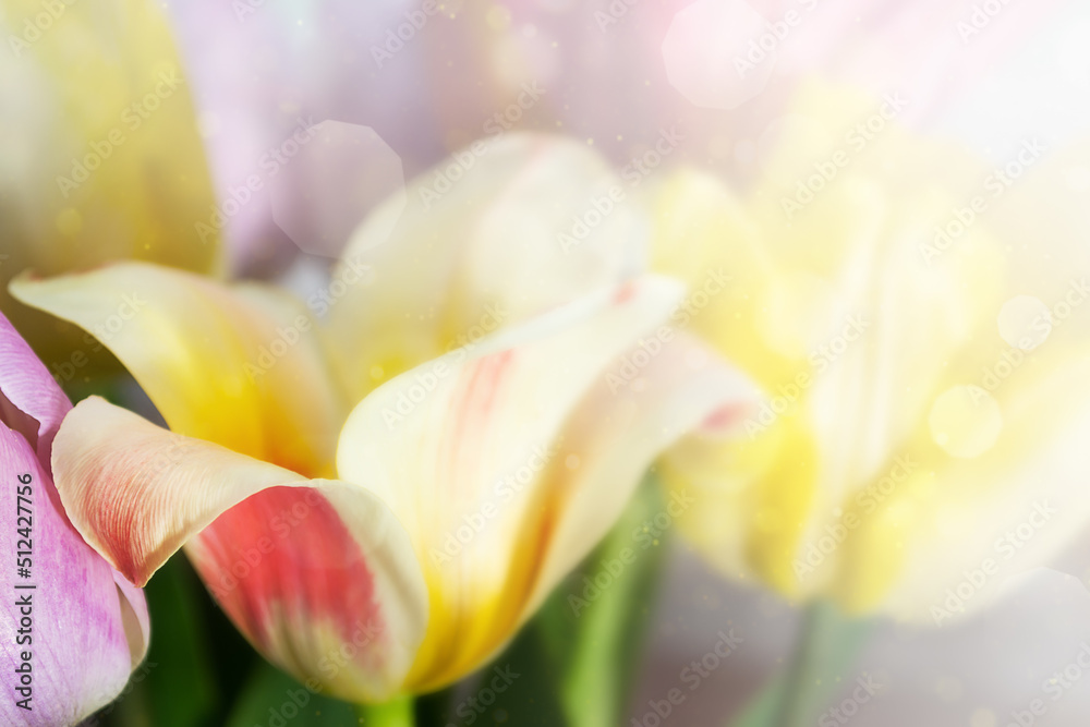 bouquet of tulips on a on a colored blurred background close up