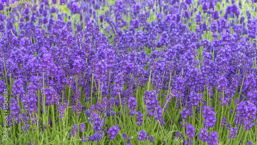 Lavender, English lavender, garden lavender and narrow-leaved lavender