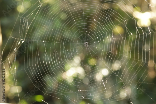 Teia de Aranha / Cobweb / Spider