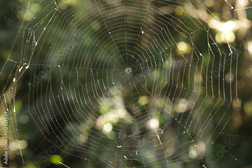 Teia de Aranha / Cobweb / Spider