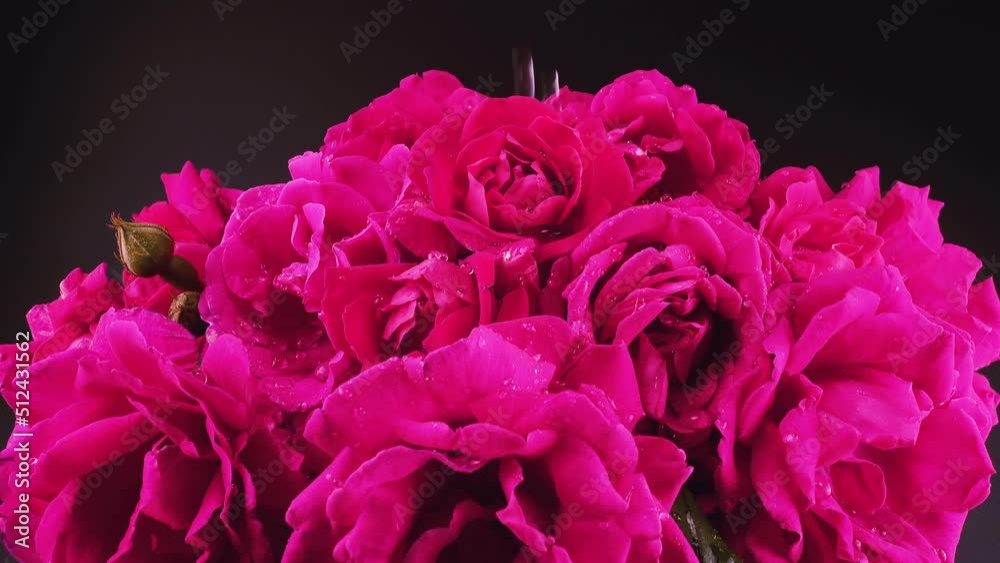 Falling drops of water on the buds of red roses. Falling drops of water on the buds of red roses.