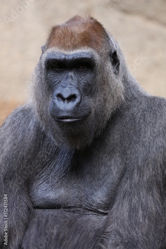 gorilla image © melanie