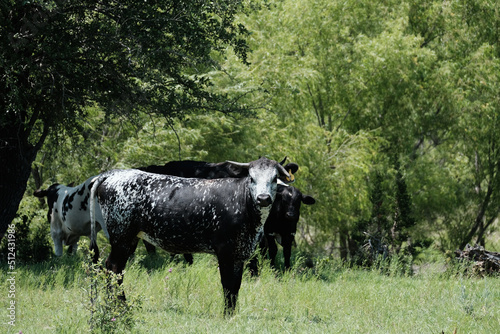Speckled young cow in Texas landscape during summer with shallow depth of field.