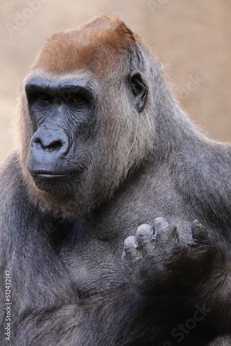 gorilla close up © melanie