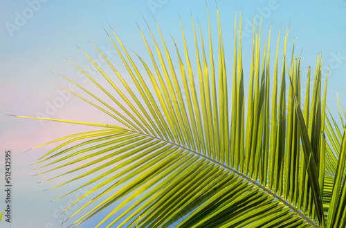 Palme de cocotier sur l     le de Mo   orea 