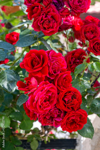 Red ivy rose  scientific name  Rosa rampicanti