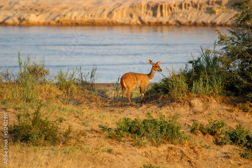 Female Bushbuck next to the rivers edge  Kruger National Park  South Africa