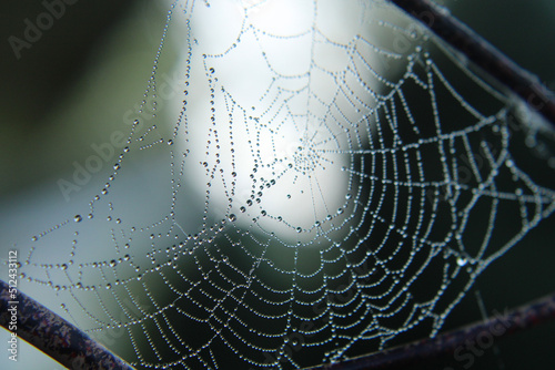 Canvastavla spider web with dew drops