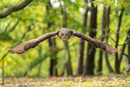 Eagle owl with majestic wings spread in flight through the autumn forest. Green European forest landscape with a raptor flying directly towards the camera.