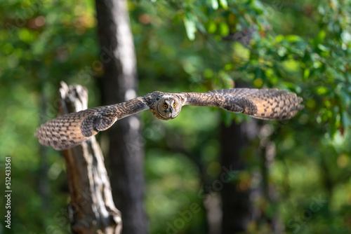 Long-eared owl flying in the green forest. Asio otus