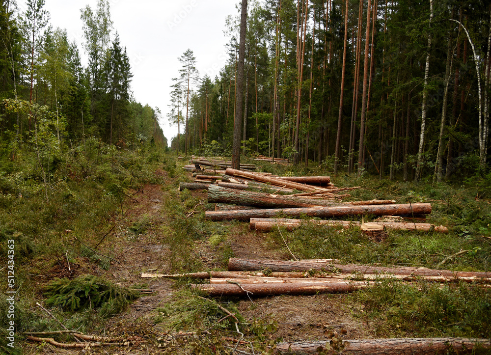 Deforestation forest and Illegal logging. Cutting trees. Stacks of cut wood. Wood logs, timber logging, industrial destruction. Forests illegal disappearing. Environmetal and ecological issues Deforestation forest and Illegal logging. Cutting trees. Stacks of cut wood. Wood logs, timber logging, industrial destruction. Forests illegal disappearing. Environmetal and ecological issues