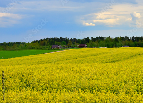 Rapeseed Field in rural. Agricultural field With Flowering Blooming Oilseed Field. Rural Landscape at village in Spring.  Blossom Canola Yellow Flower. Yellow background Field with Yellow Rapeseed.