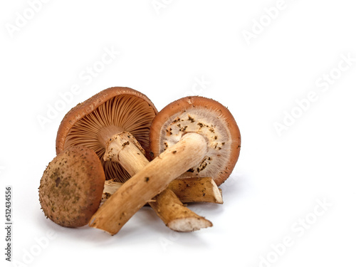 Hallimasch, Armillaria, isoliert vor weißem Hintergrund