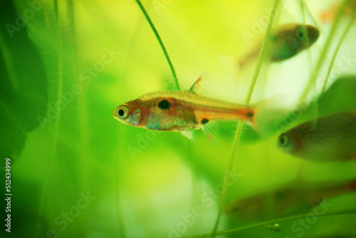 Dwarf rasbora Freshwater fish in the nature aquarium, is often as often referred as Boraras maculatus. Animal aquascaping photography with a focus gradient and soft background. photo