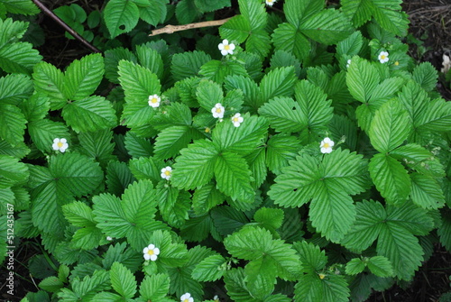 green leaves of wild strawberries in spring and flowers, plant atlas