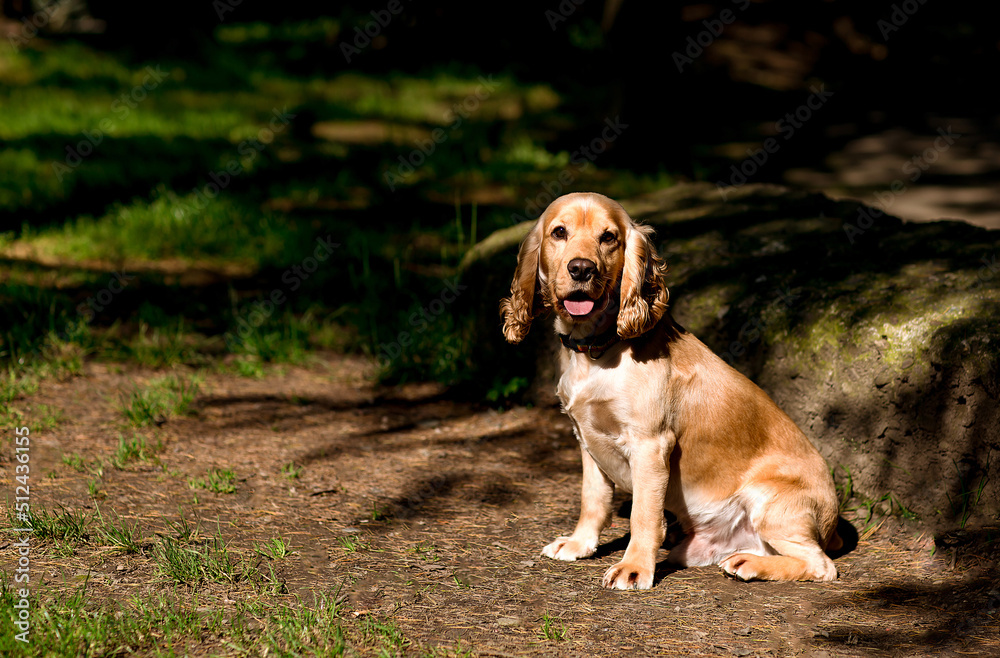 beautiful dog, spaniel breed,sitting on the street, in the park
