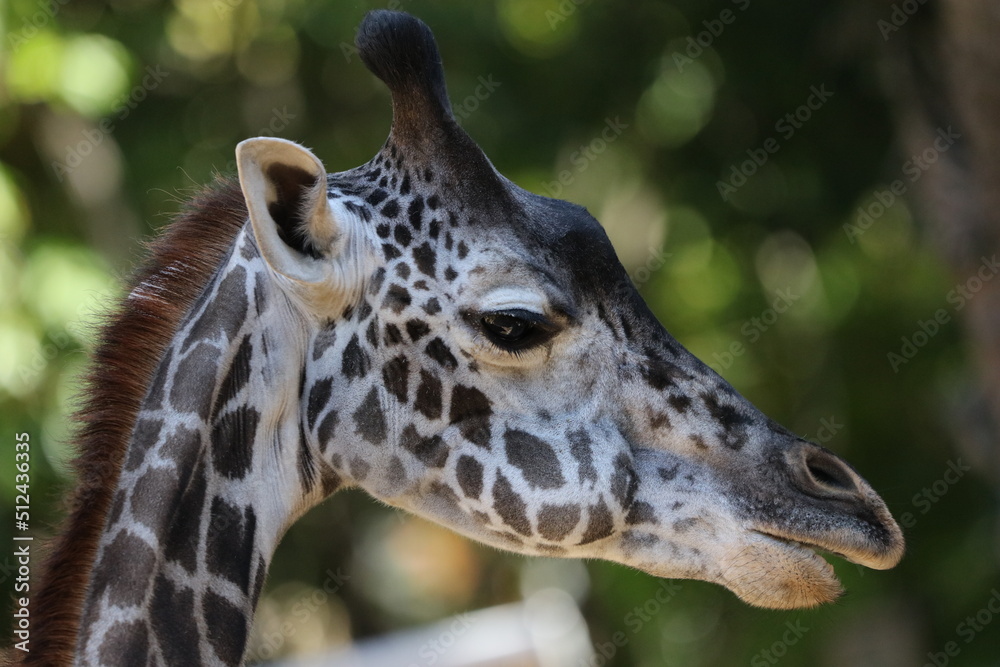 giraffe close up giraffe close up