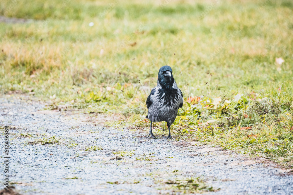 Obraz premium Raven in the grass