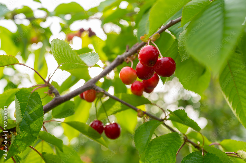 Ripe cherries on a tree branch