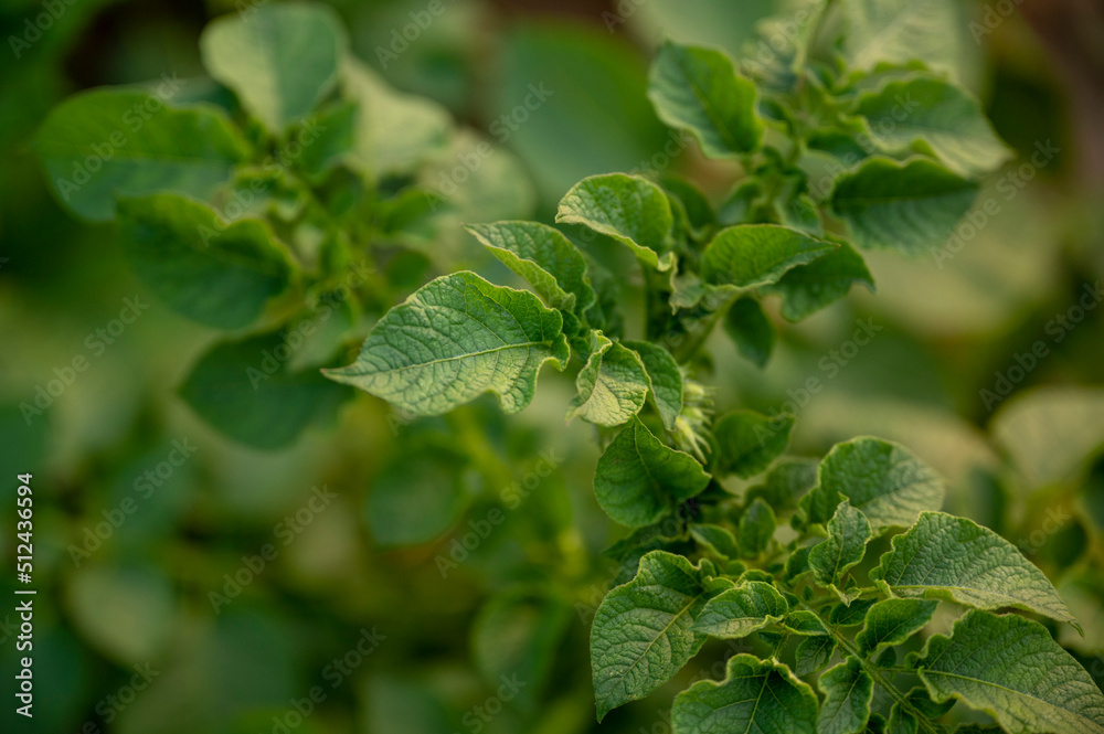 shoots of a growing young potato, leaves of a growing plant close-up shoots of a growing young potato, leaves of a growing plant close-up