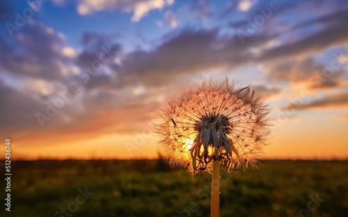 Fluffy dandelion in a field at sunset  against a dramatic cloudy sky