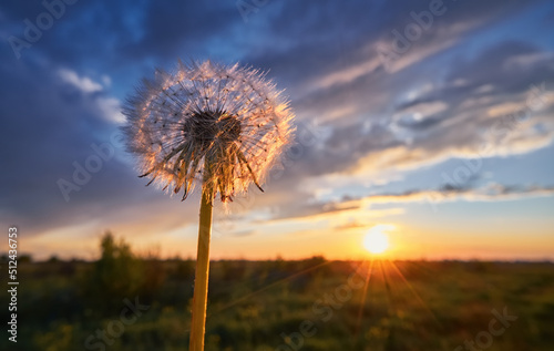 Fluffy dandelion in a field at sunset, against a dramatic cloudy sky