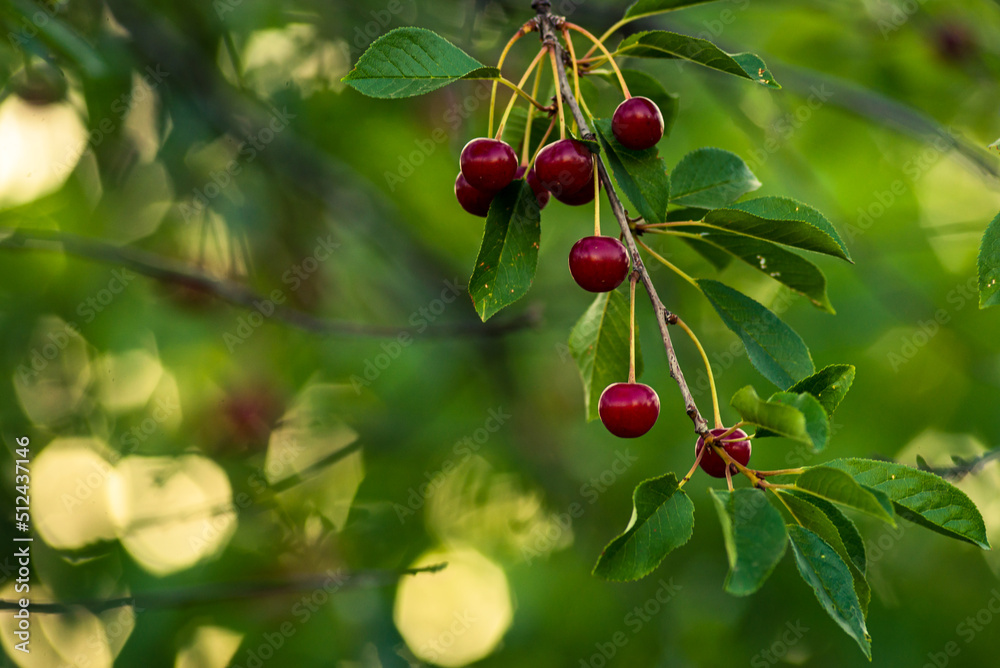 Cherries hanging on a cherry tree branch., Sour cherries  in a garden, Fresh and healthy, Close-Up, in the sunshine