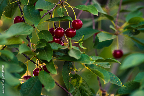 Cherries hanging on a cherry tree branch., Sour cherries  in a garden, Fresh and healthy, Close-Up, in the sunshine