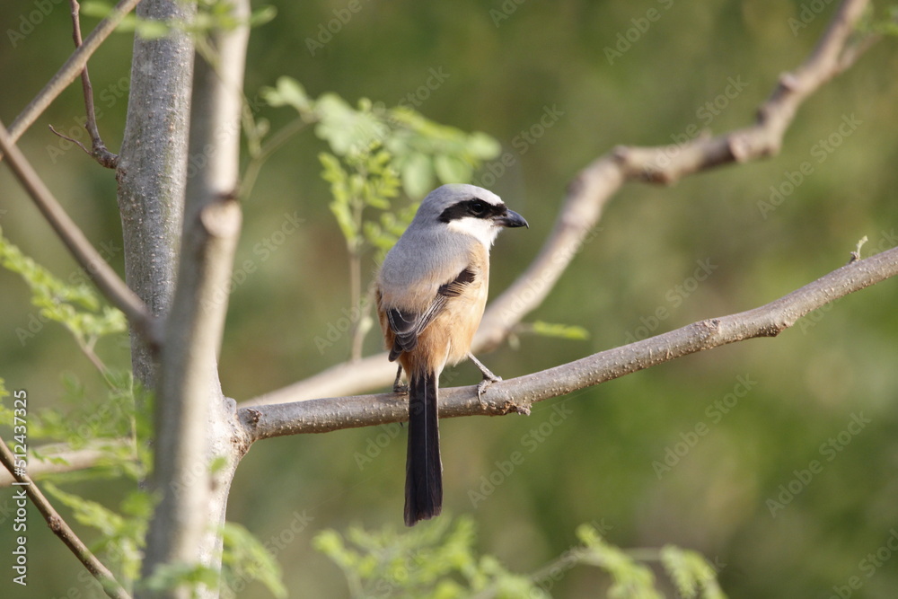 Obraz premium Beautiful bird long tailed shrike sitting on tree branch looking for food. Background for seasonal greetings or wall mounting.