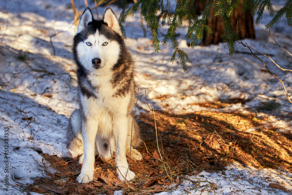 Beautiful siberian husky dog in the spring sunny forest