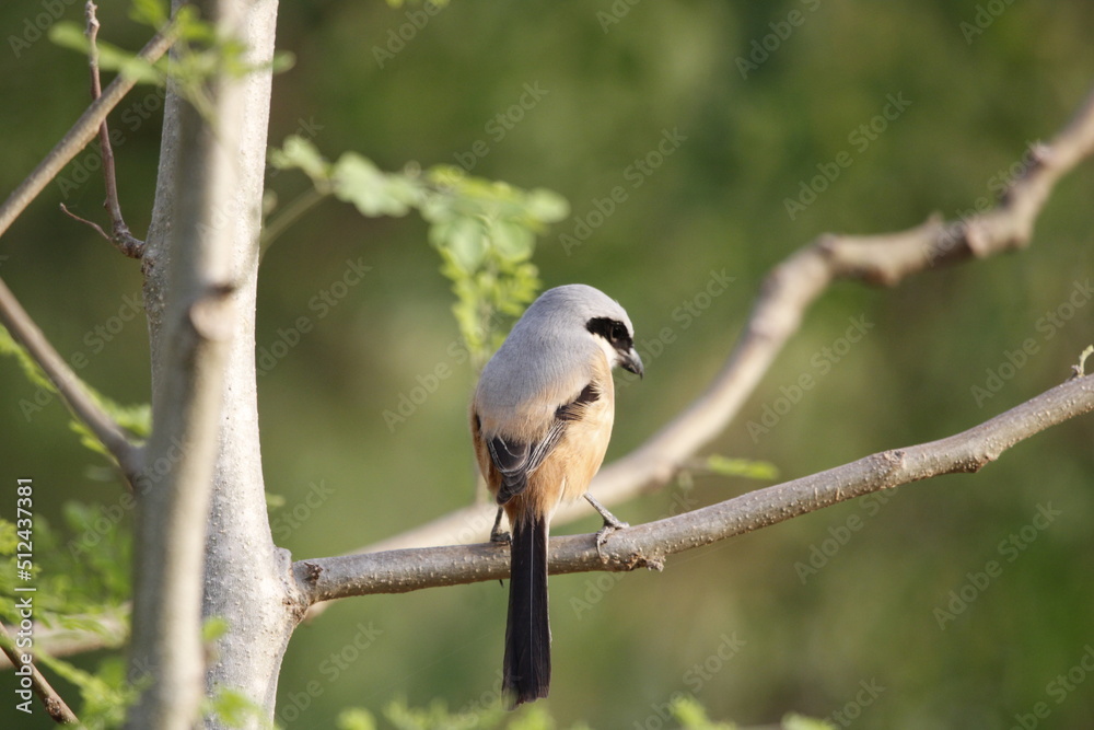 Naklejka premium Beautiful bird long tailed shrike sitting on tree branch looking for food. Background for seasonal greetings or wall mounting.