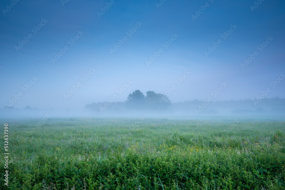 foggy wooded meadow in Soomaa national park in Estonia,  midsummer night in northern Europe