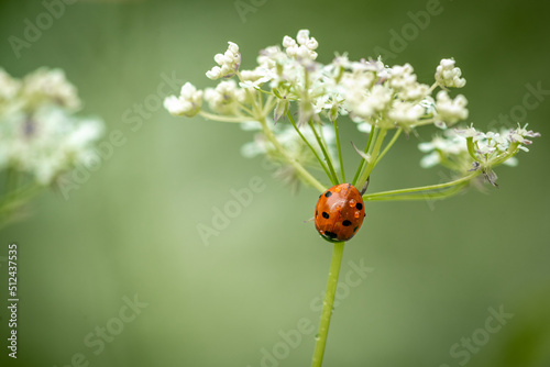 Coccinella septempunctata, the seven-spot ladybird  © Rauno