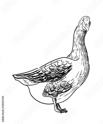 Wallpaper Mural Goose sketch. Poultry farm, farming concept. Vector illustration in vintage style. Hand-drawn bird for packaging design, farm shop window dressing, eco food shop, postcards, tableware design. Torontodigital.ca